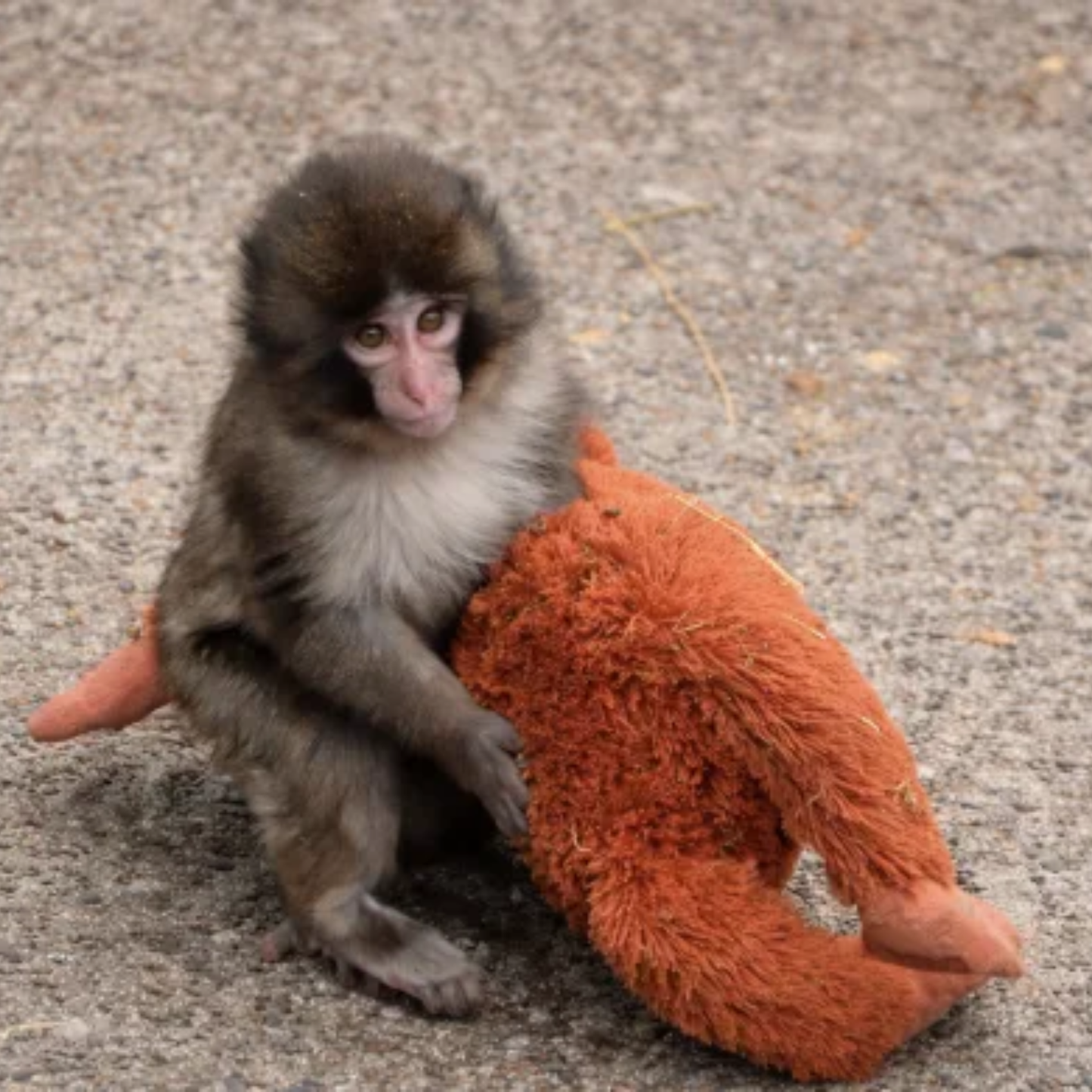 🏆 50,000+ Sold 🐒 Punch Plush — A Little Monkey, Big Comfort