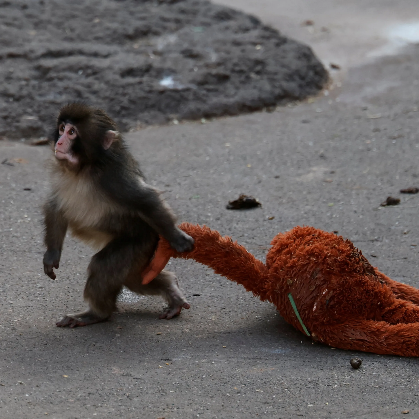 🏆 50,000+ Sold 🐒 Punch Plush — A Little Monkey, Big Comfort